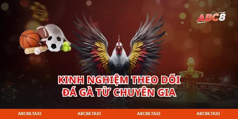 Kinh nghiệm theo dõi đá gà từ chuyên gia
